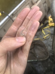 Etheostoma chlorosoma