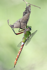 Anax longipes