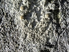 Lecanora hybocarpa