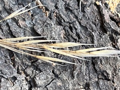 Bromus carinatus