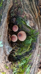 Mycena