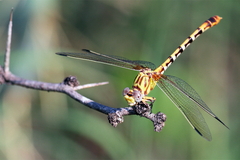 Erpetogomphus designatus