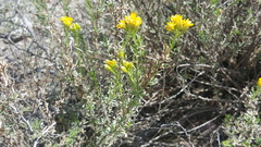 Isocoma hartwegii
