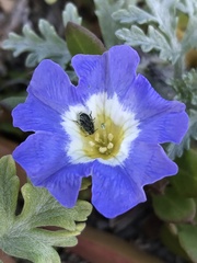 Nolana paradoxa