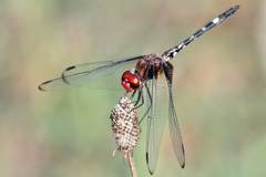 Dythemis fugax