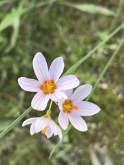 Olsynium scirpoideum