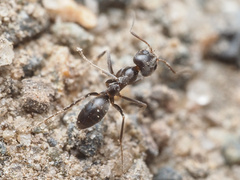 Dorymyrmex insanus