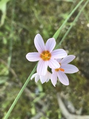 Olsynium scirpoideum