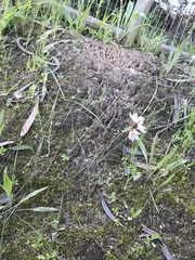 Olsynium scirpoideum