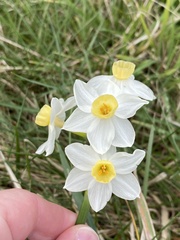 Narcissus