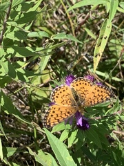 Boloria selene