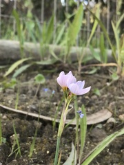 Olsynium scirpoideum