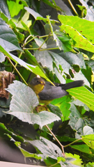 Cardellina canadensis