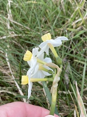 Narcissus