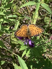 Boloria selene