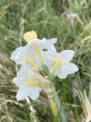 Narcissus