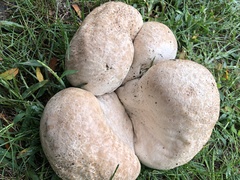 Lycoperdaceae