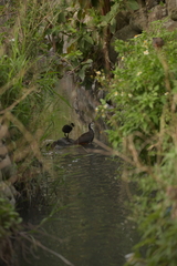 Amaurornis phoenicurus