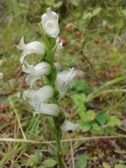 Spiranthes