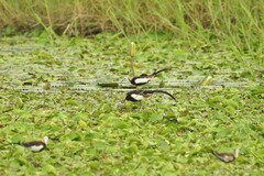 Hydrophasianus chirurgus