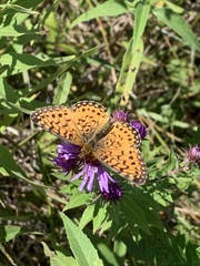 Boloria selene