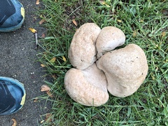 Lycoperdaceae
