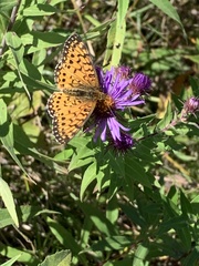 Boloria selene