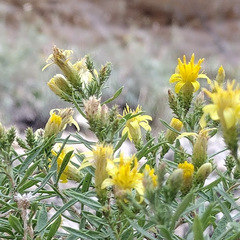 Ericameria arizonica