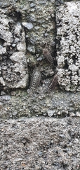 Ligia exotica