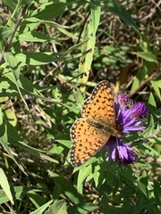 Boloria selene