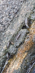 Ligia exotica