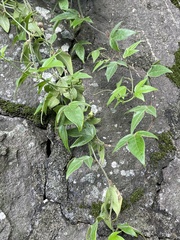 Passiflora suberosa