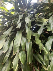 Cordyline fruticosa
