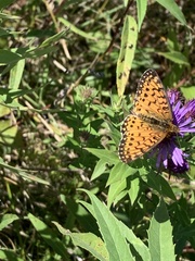 Boloria selene