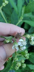 Podisus maculiventris