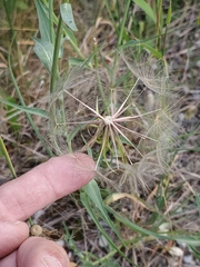 Tragopogon dubius
