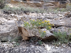 Ericameria arizonica