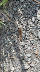 Trichordestra legitima