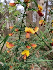 Bossiaea obcordata