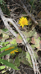 Arnica cordifolia