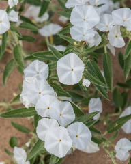 Euploca convolvulacea