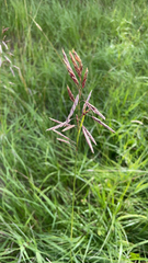 Bromus inermis