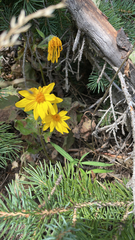Arnica cordifolia