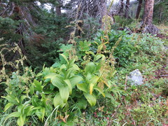 Veratrum viride eschscholtzianum