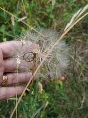 Tragopogon dubius