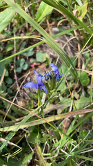 Gentianopsis
