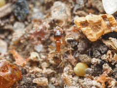 Pheidole pilifera