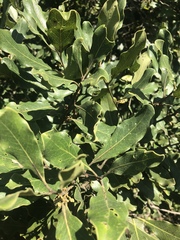 Euclea natalensis natalensis