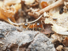 Pheidole pilifera