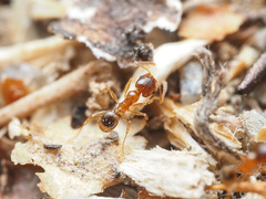 Pheidole pilifera